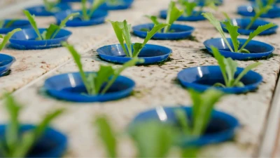 Hydroponic Net Pots: The Foundation for Healthy Hydroponic Plant Roots