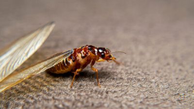The Transformation of Baby Termites with Wings