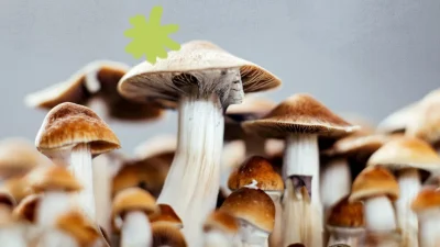 Discover The Best Mushroom Gummies For Immunity And Wellness