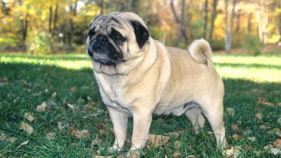 Adorable Pug Puppies For Adoption – Easy To Love!