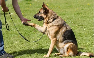 5 Easy Ways To Help Your Anxious Dog Calm Down