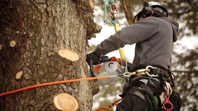 Ultimate Arborist Tree Care Supplies Guide