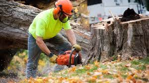 Easy Stump Removal: Say Goodbye To Unsightly Tree Stumps